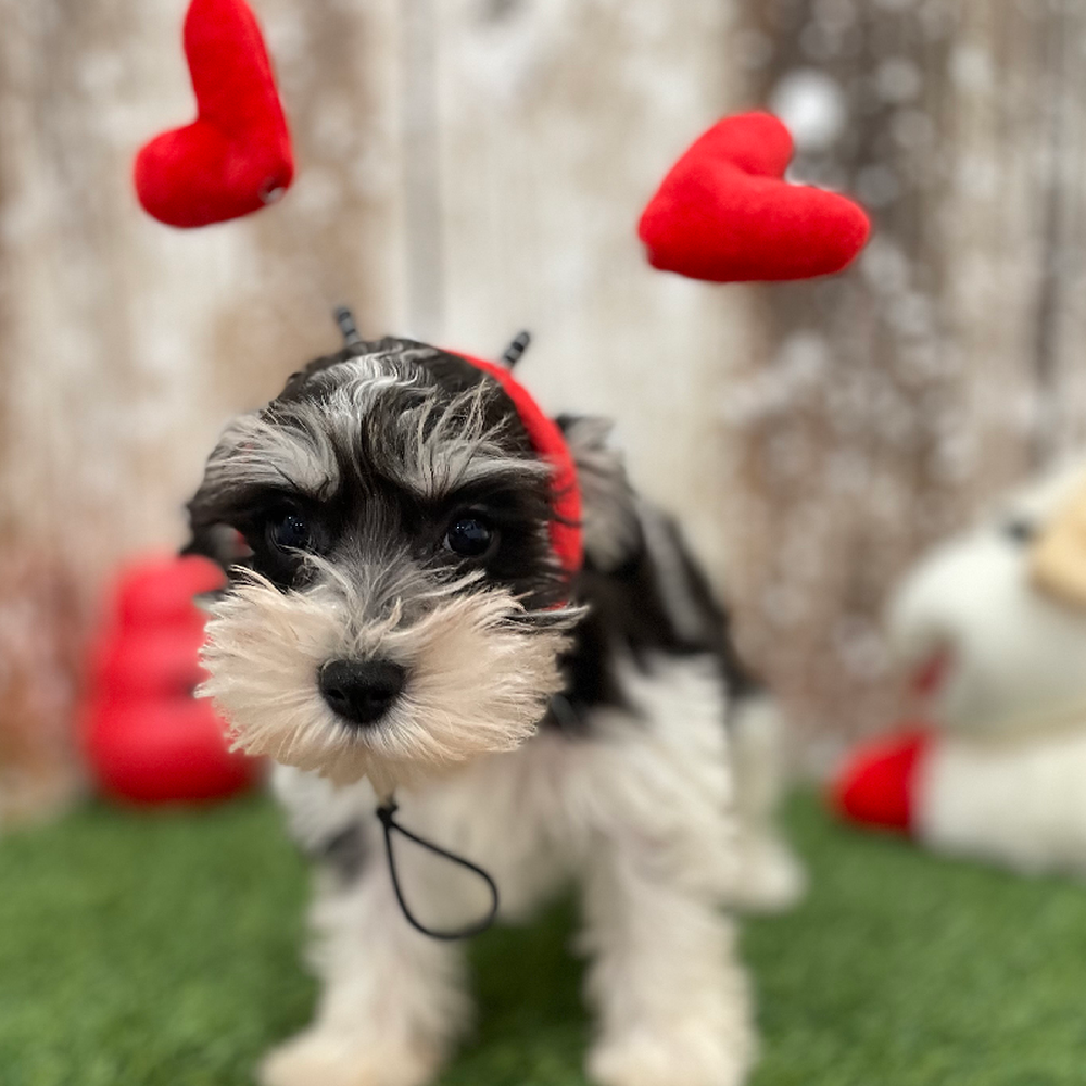 Male Miniature Schnauzer Puppy for Sale in Braintree, MA