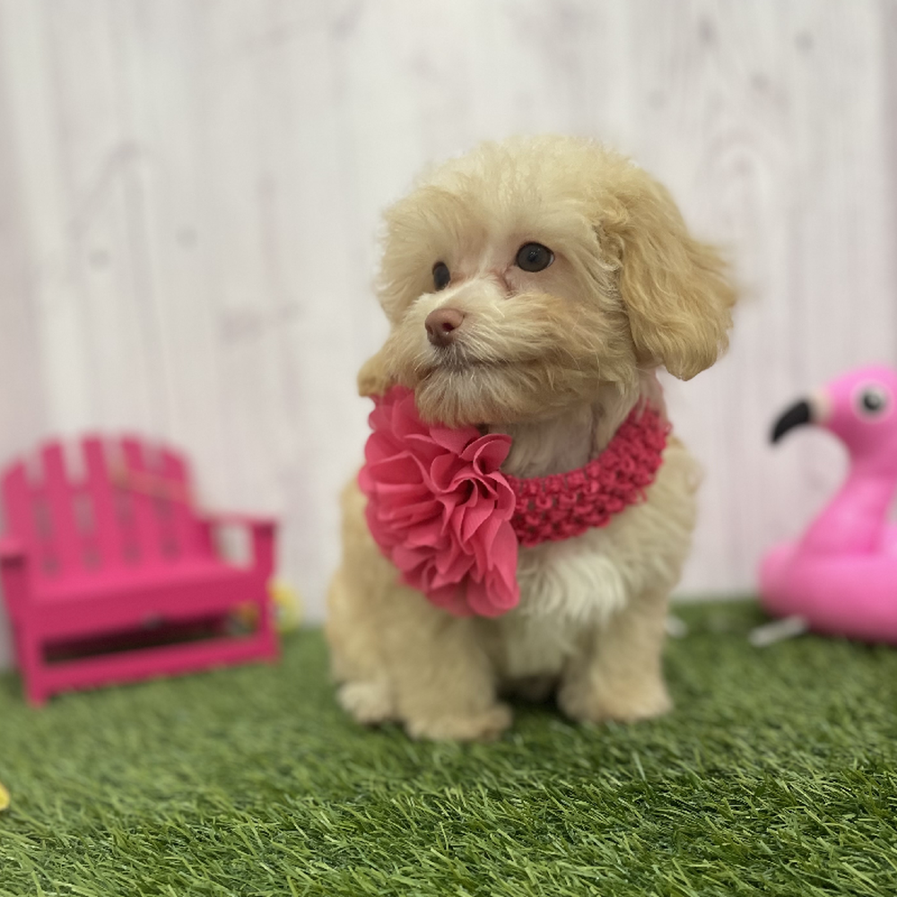 Female Havapoo Puppy for Sale in Braintree, MA
