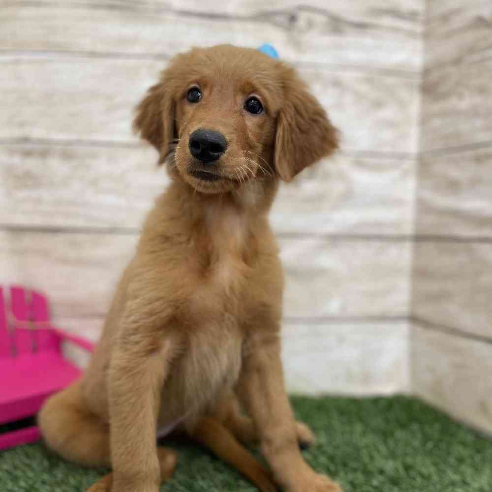 Female Golden Retriever Puppy for Sale in Braintree, MA