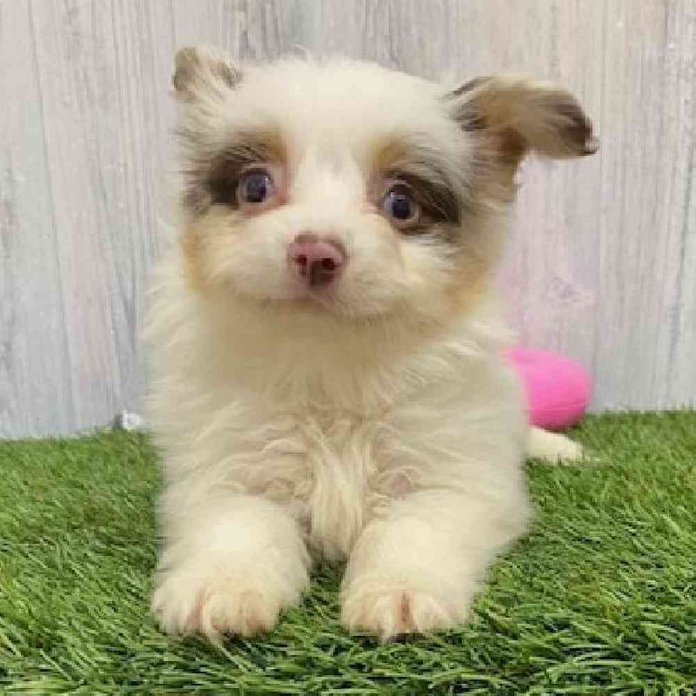 Male Toy Australian Shepherd Puppy for Sale in Braintree, MA