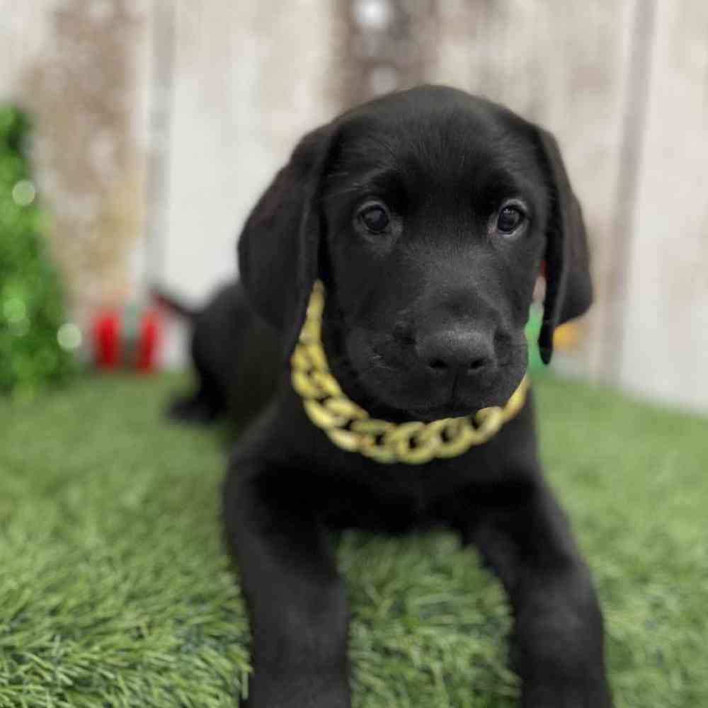 Male Labrador Retriever Puppy for Sale in Braintree, MA