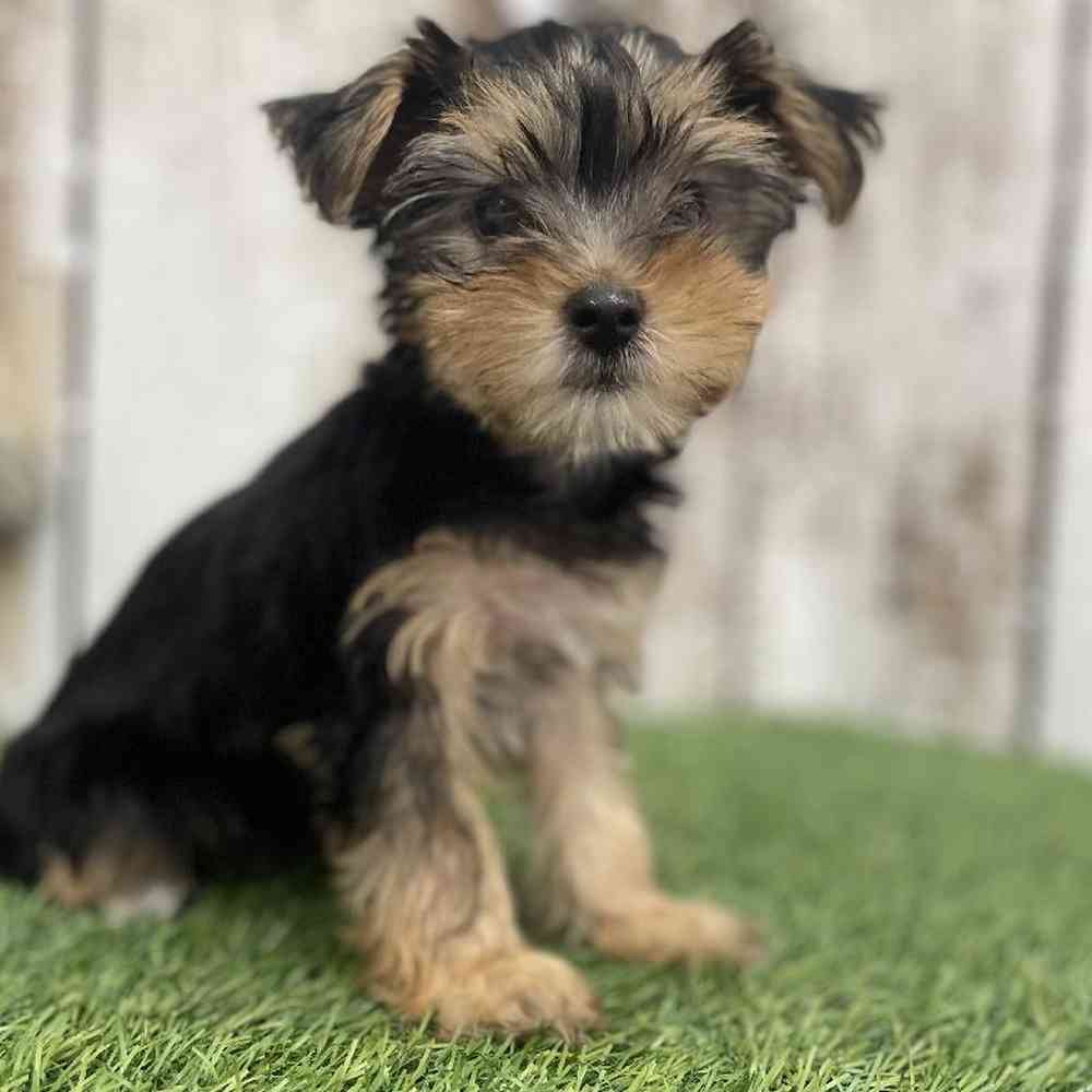 Female Yorkshire Terrier Puppy for Sale in Braintree, MA