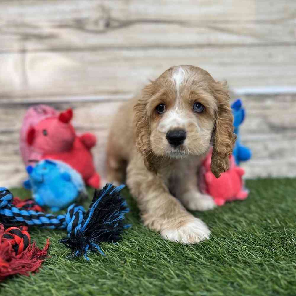 Male Cockalier Puppy for Sale in Saugus, MA
