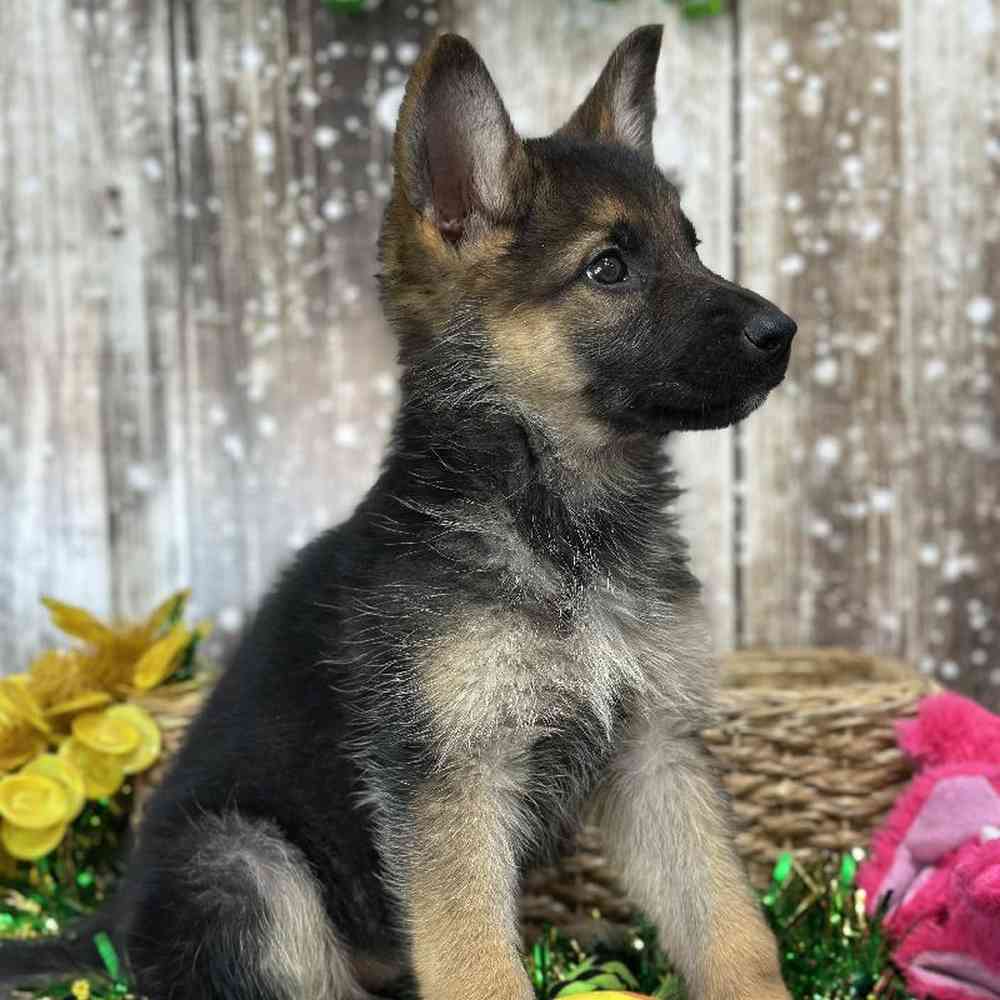 Female German Shepherd Dog Puppy for Sale in Saugus, MA
