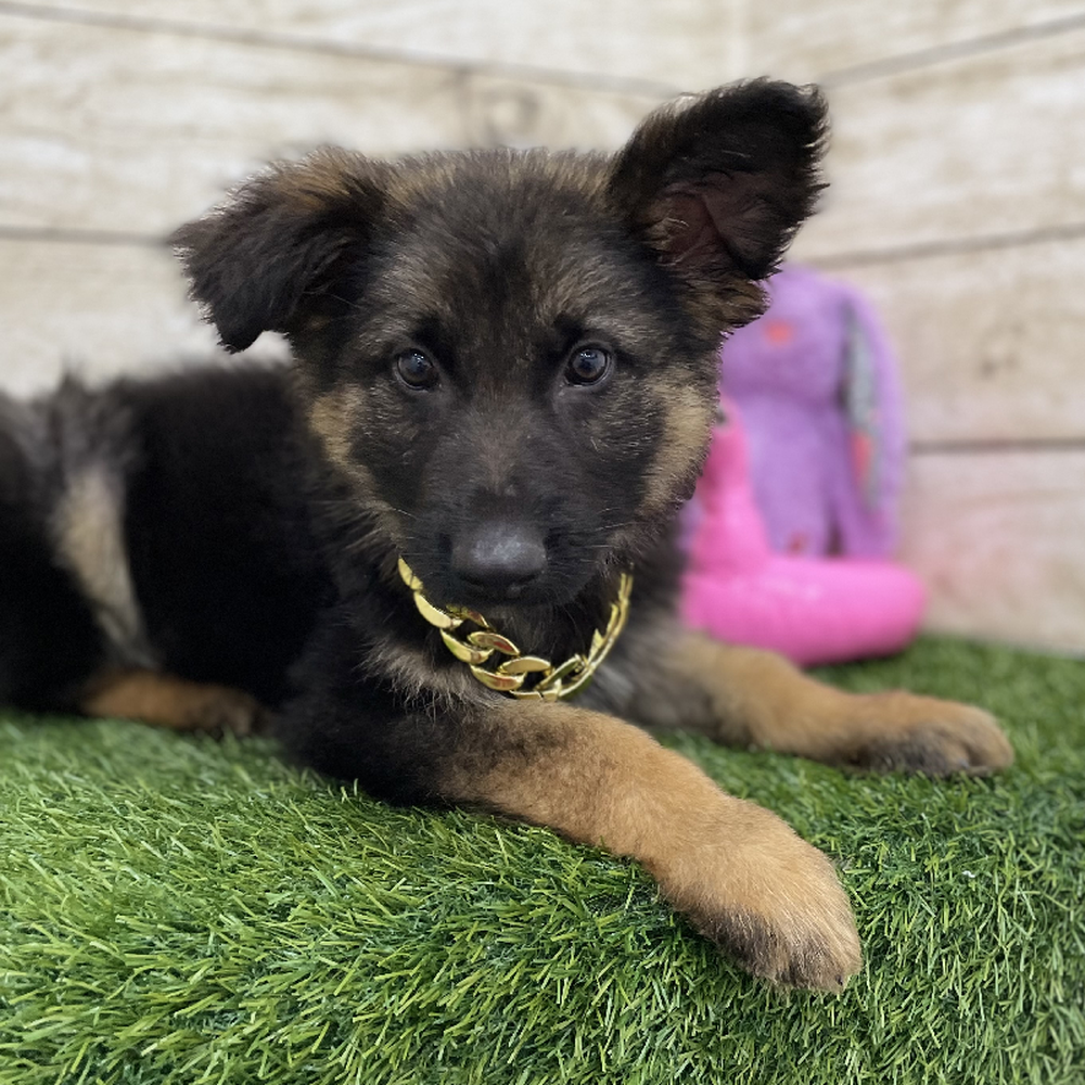 Male German Shepherd Dog Puppy for Sale in Braintree, MA