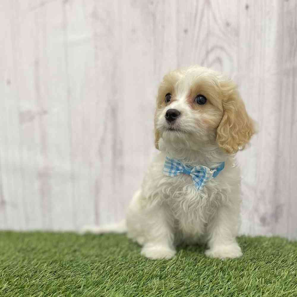Male Cavachon Puppy for Sale in Braintree, MA