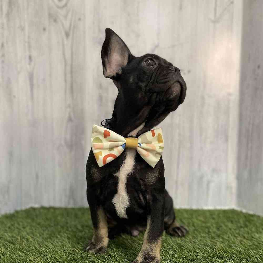 Male French Bulldog Puppy for sale