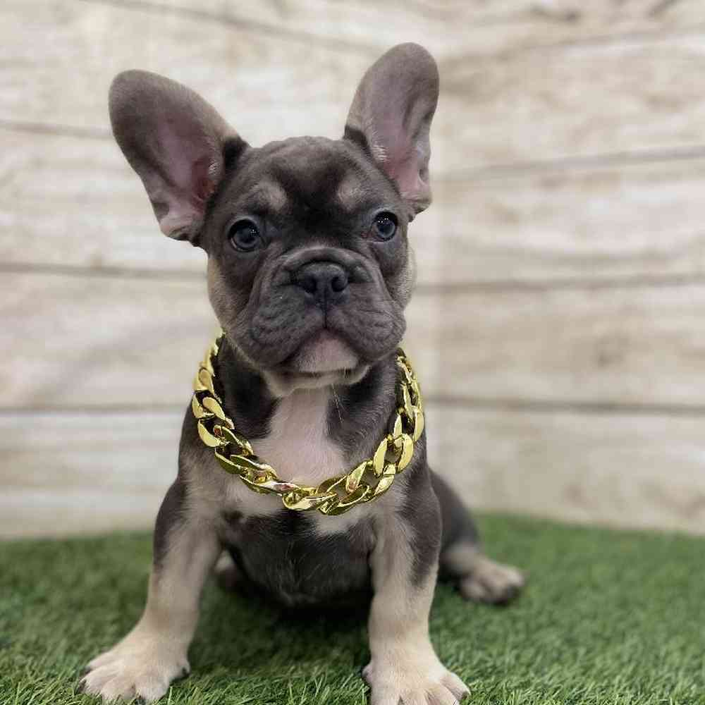Male French Bulldog Puppy for Sale in Braintree, MA