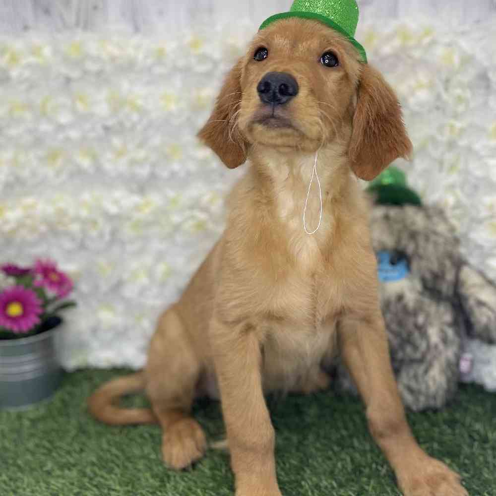 Male Golden Retriever Puppy for Sale in Braintree, MA