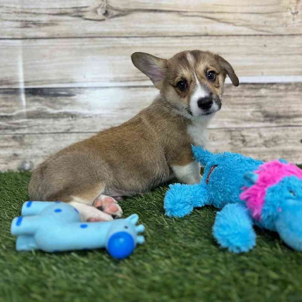 Male Pembroke Welsh Corgi Puppy for Sale in Saugus, MA