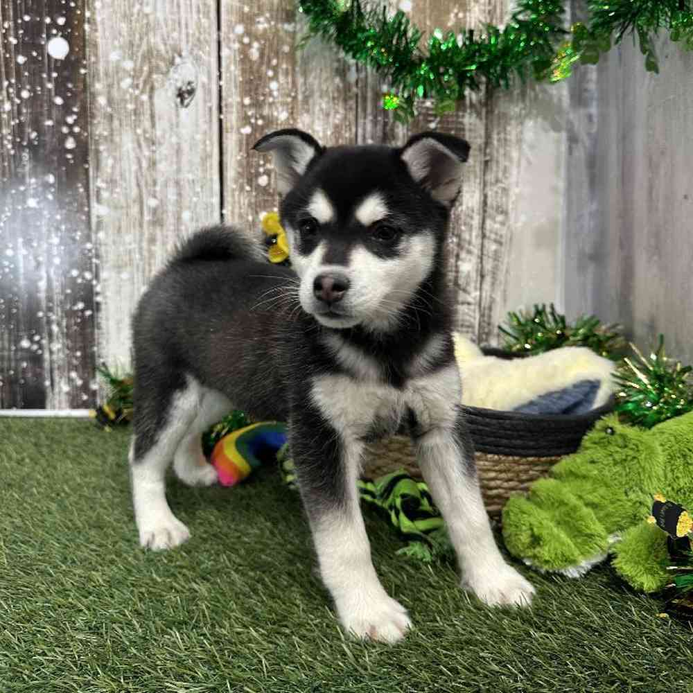 Male Alaskan Klee Kai Puppy for Sale in Saugus, MA