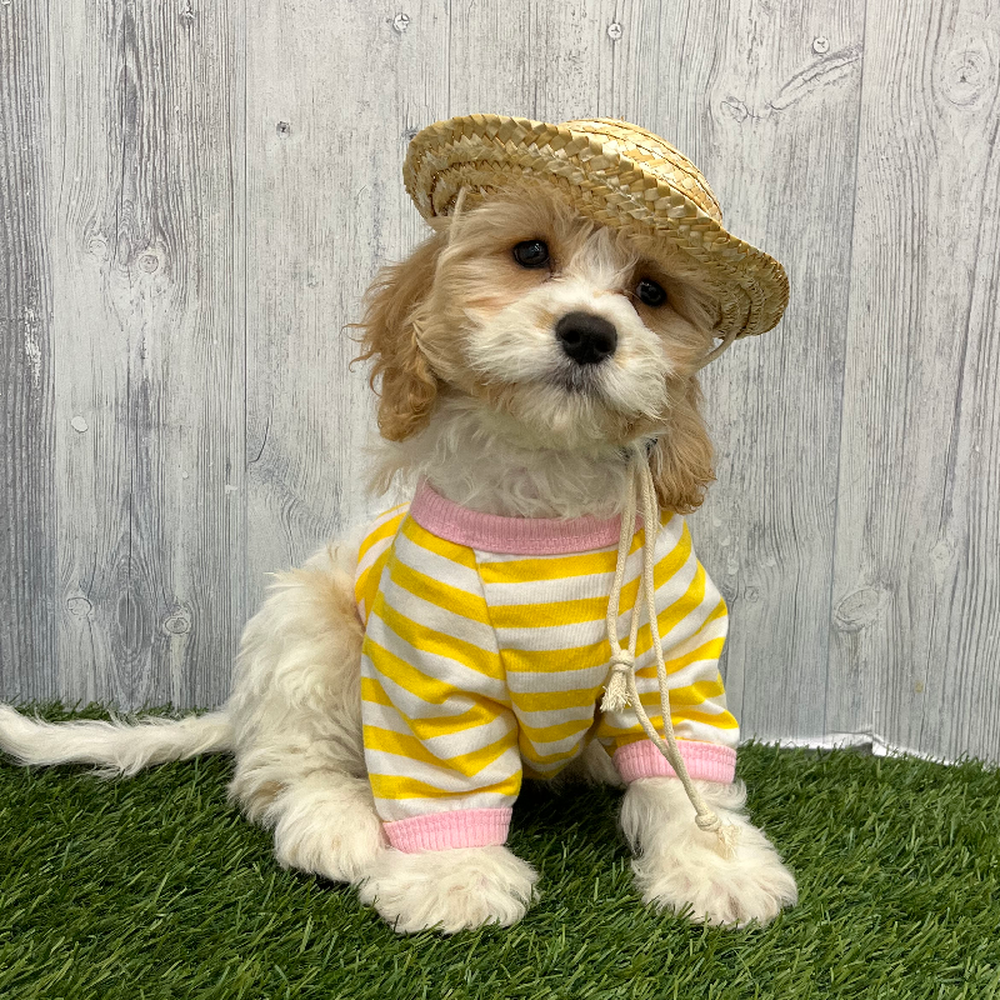Female Cavachon Puppy for Sale in Braintree, MA