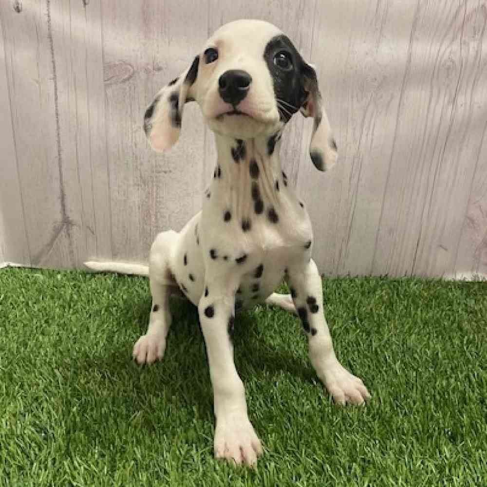 Male Dalmatian Puppy for Sale in Braintree, MA