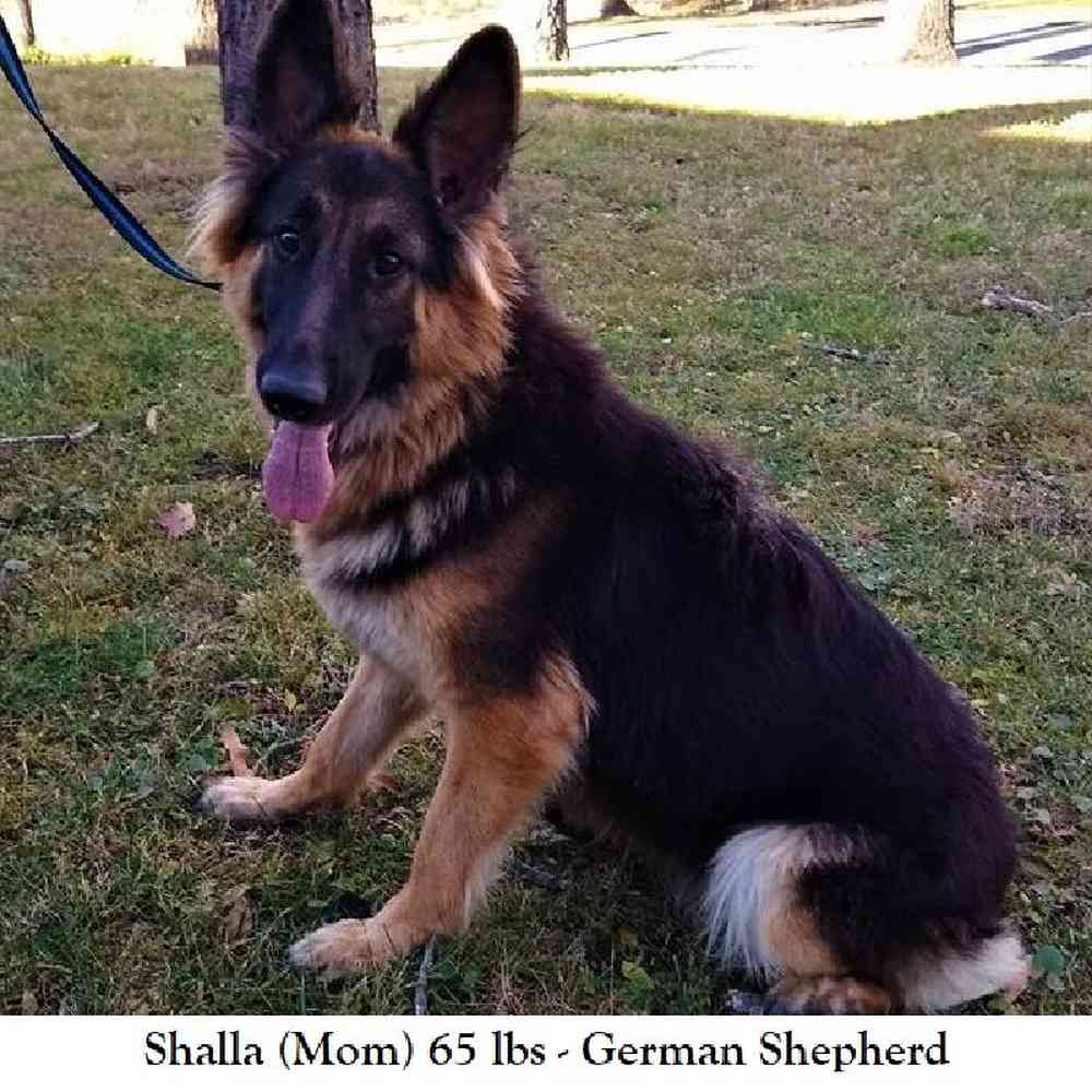 Male German Shepherd Dog Puppy for Sale in Braintree, MA