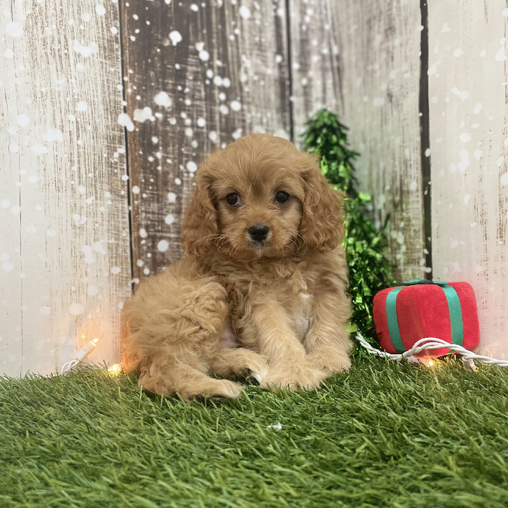 Female Cavapoo Puppy for Sale in Braintree, MA