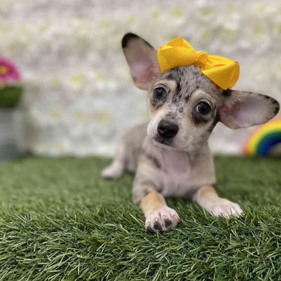Female Chihuahua Puppy for Sale in Braintree, MA