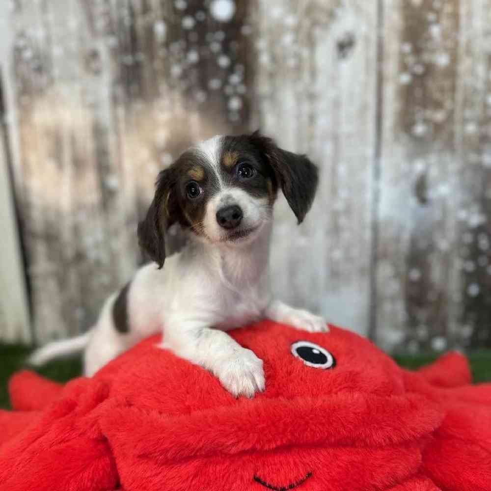 Female Chiweenie Puppy for Sale in Saugus, MA