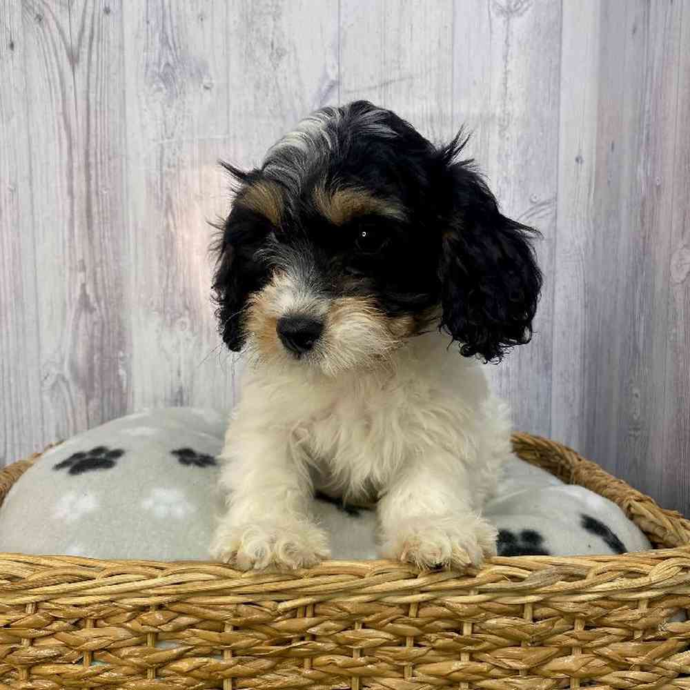 Male Cavachon Puppy for Sale in Saugus, MA