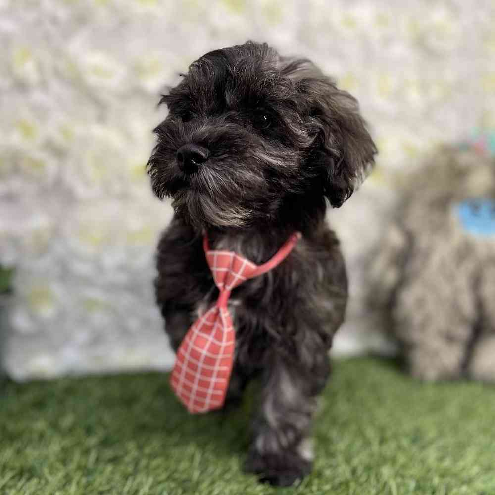 Male Schnoodle Puppy for Sale in Braintree, MA