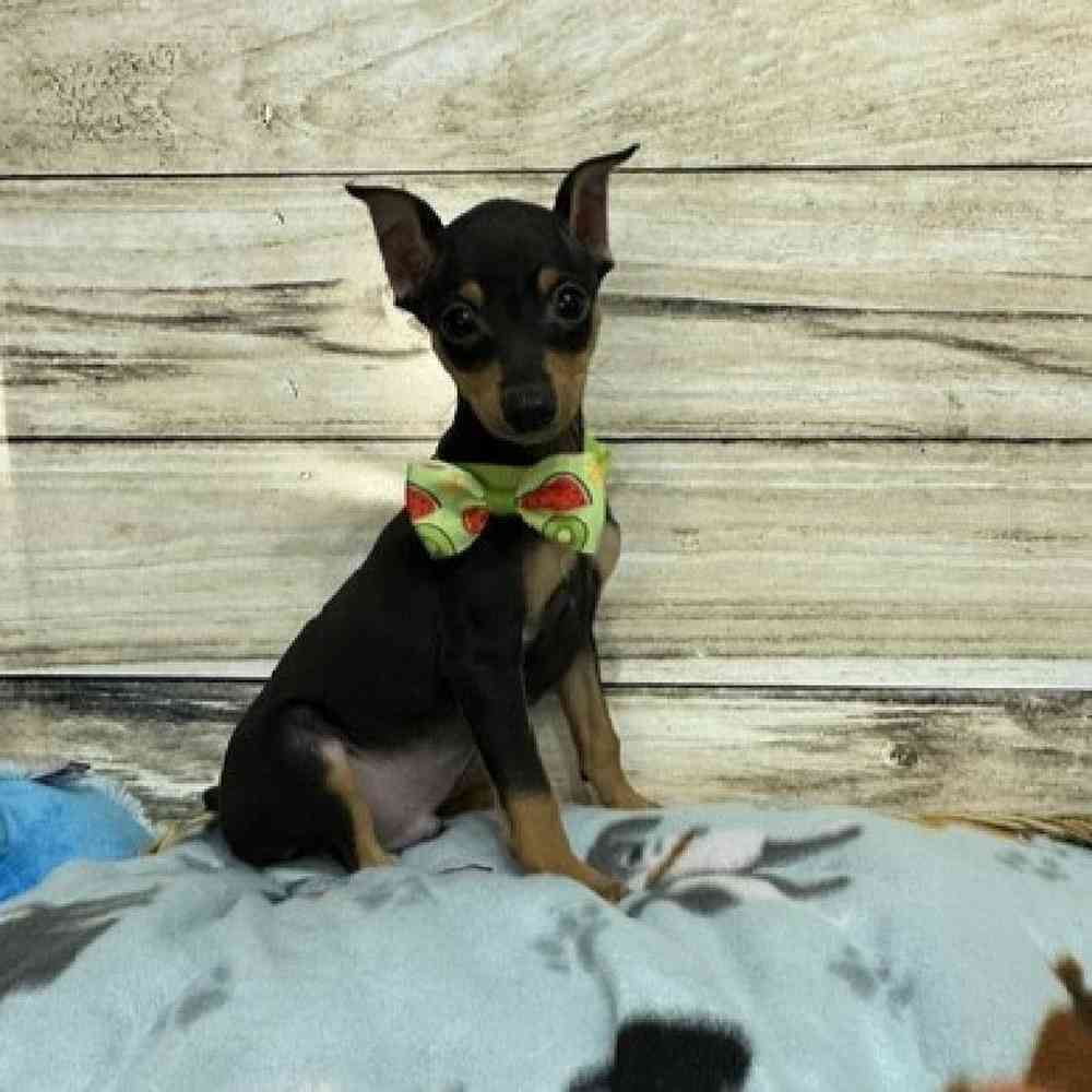 Male Miniature Pinscher Puppy for Sale in Saugus, MA