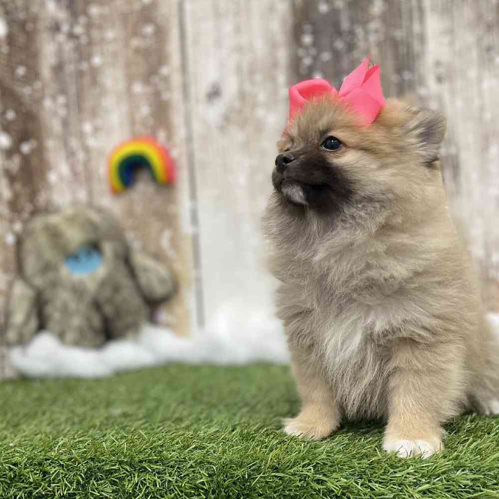 Female Pomeranian Puppy for Sale in Braintree, MA