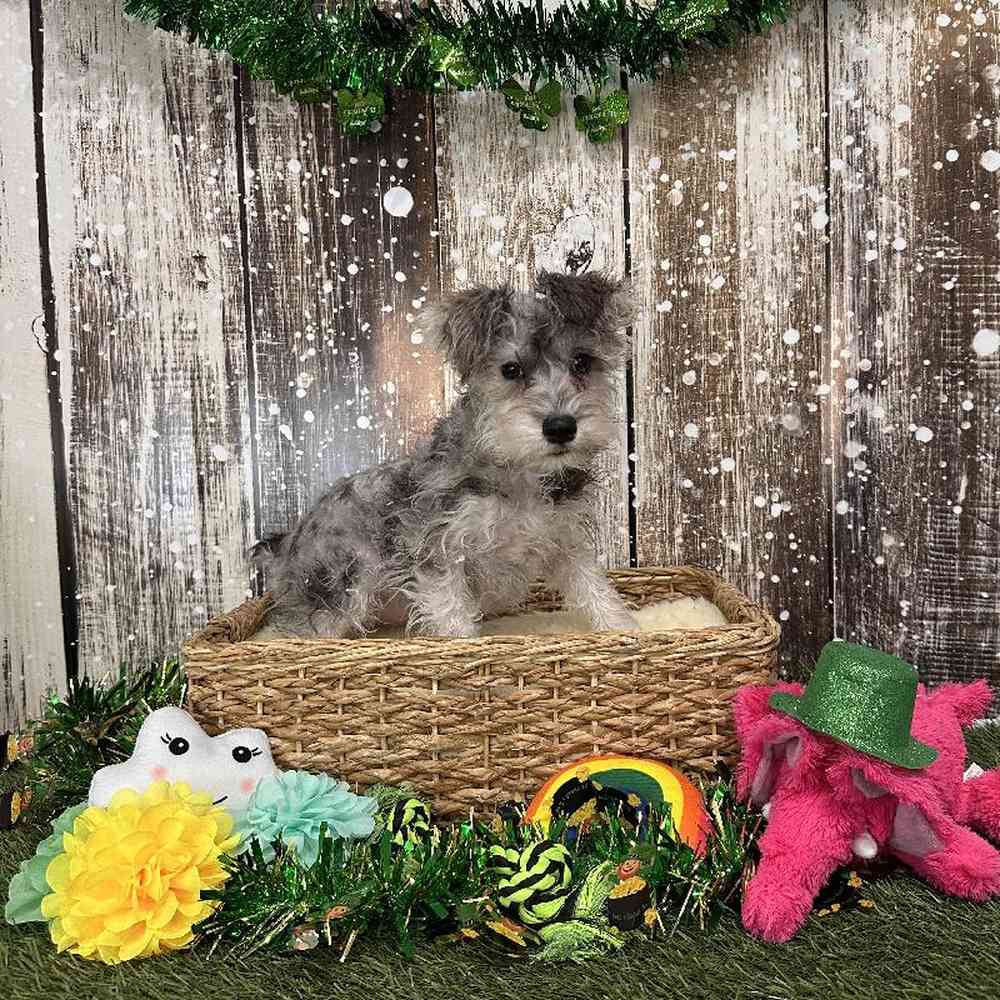 Female Miniature Schnauzer Puppy for Sale in Braintree, MA