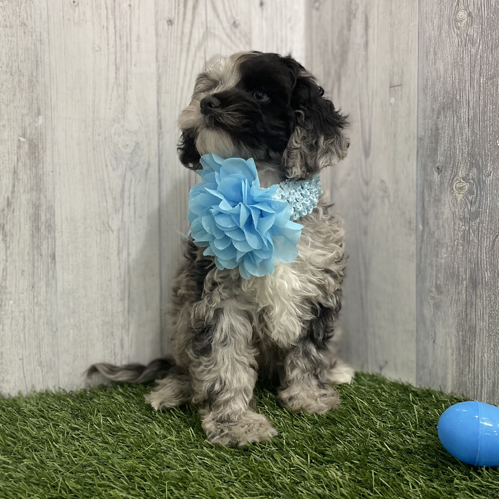 Female Cockapoo Puppy for Sale in Braintree, MA