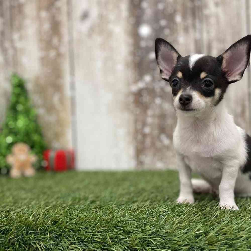 Male Chihuahua Puppy for Sale in Braintree, MA