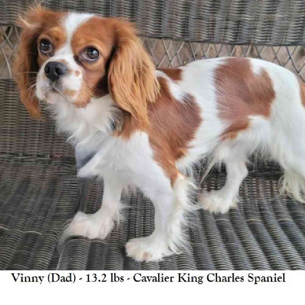 Female Cavalier King Charles Spaniel Puppy for Sale in Saugus, MA