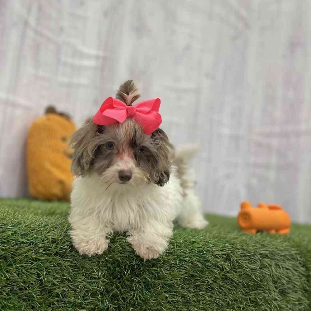 Female Havapoo Puppy for Sale in Braintree, MA