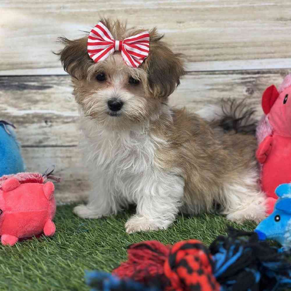 Female Havamalt Puppy for Sale in Saugus, MA