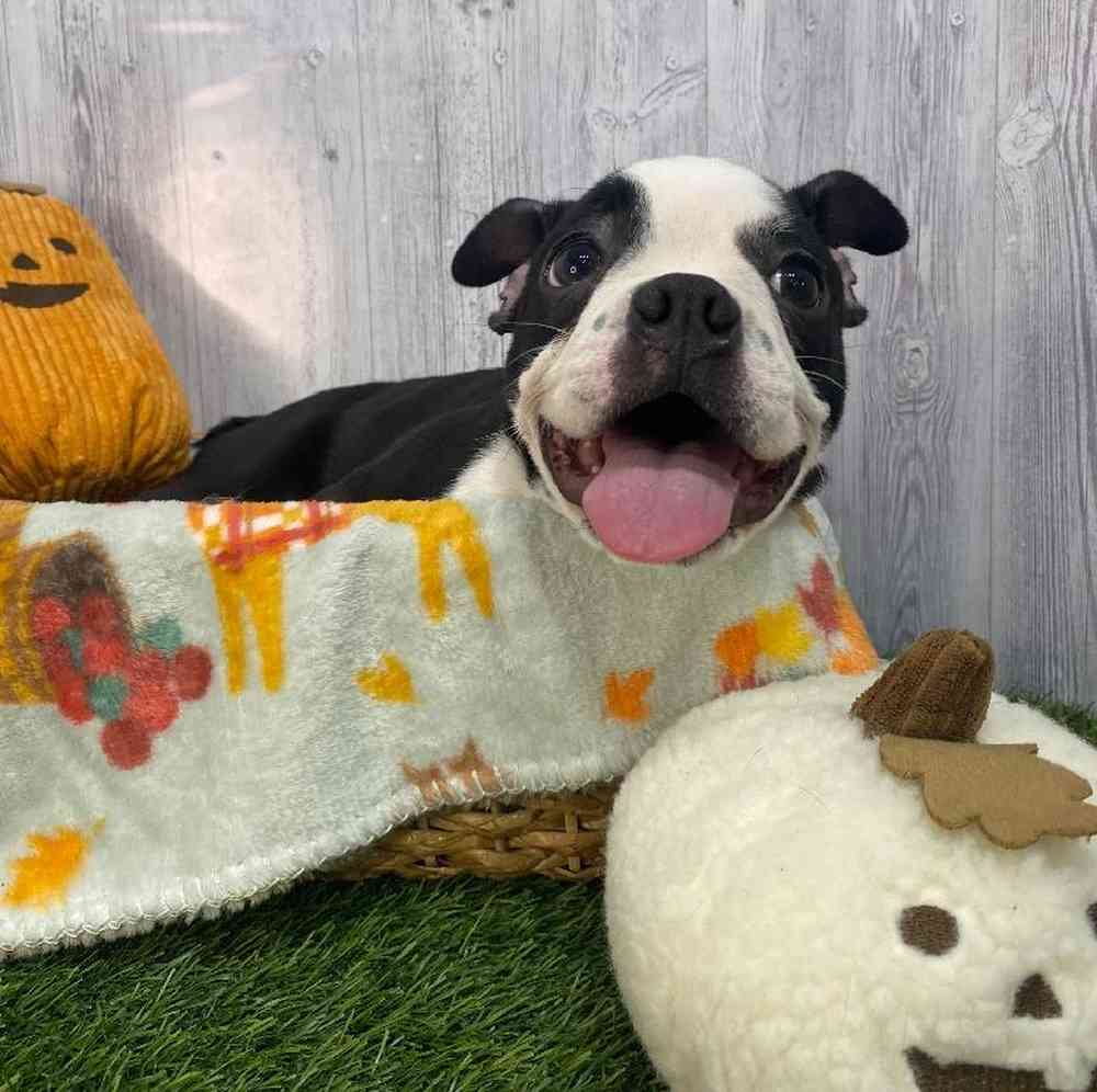 Male Boston Terrier Puppy for Sale in Saugus, MA