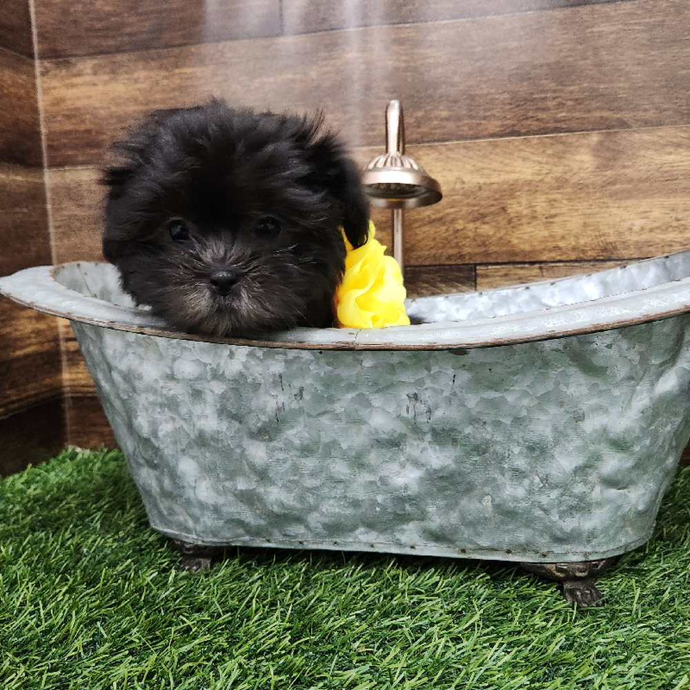 Female Malshi Puppy for Sale in Braintree, MA