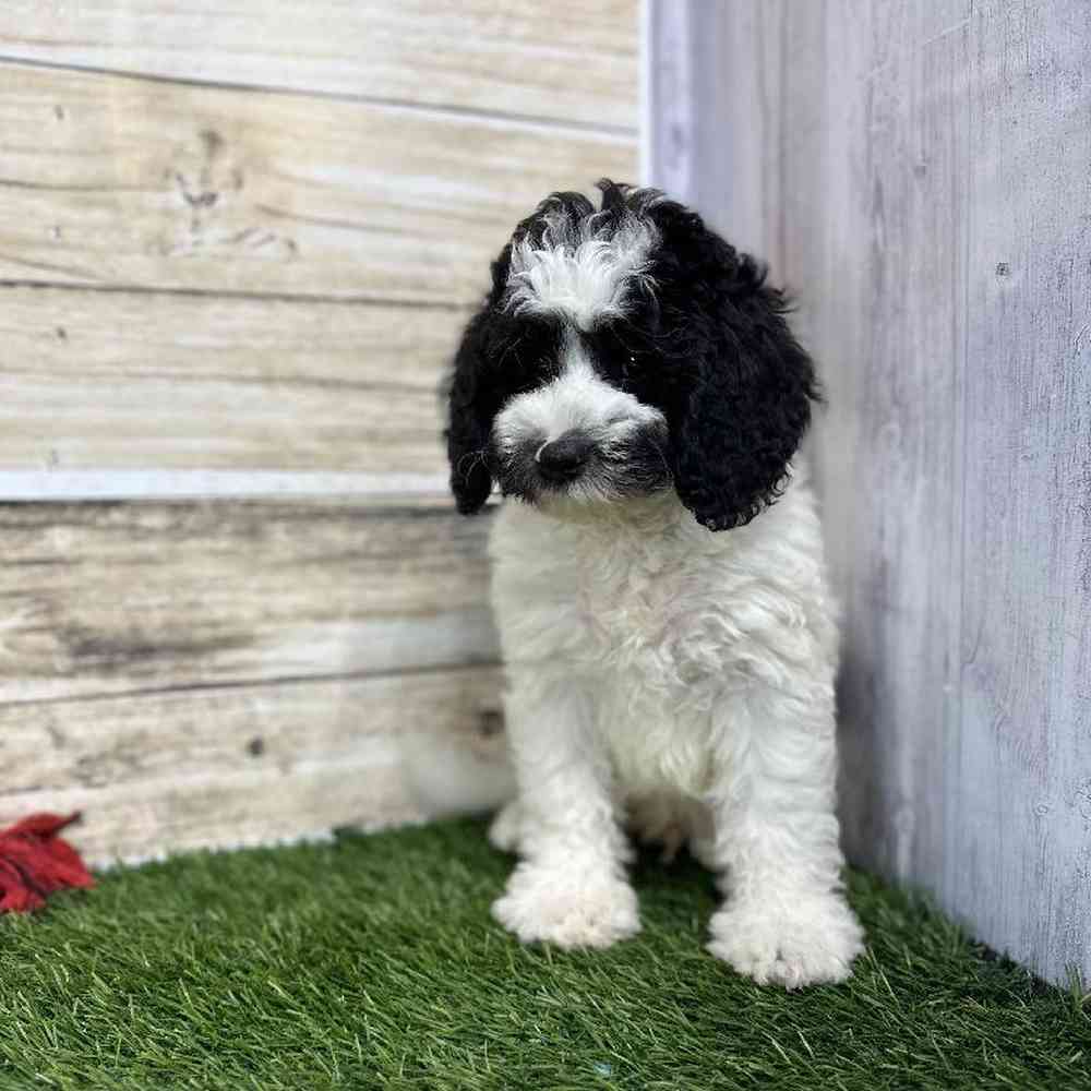 Male Mini Sheepadoodle 2nd Gen Puppy for Sale in Saugus, MA