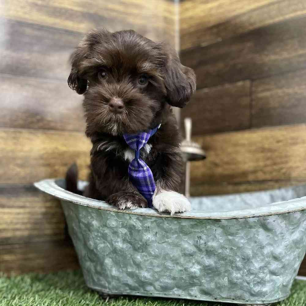 Male Havanese Puppy for Sale in Braintree, MA