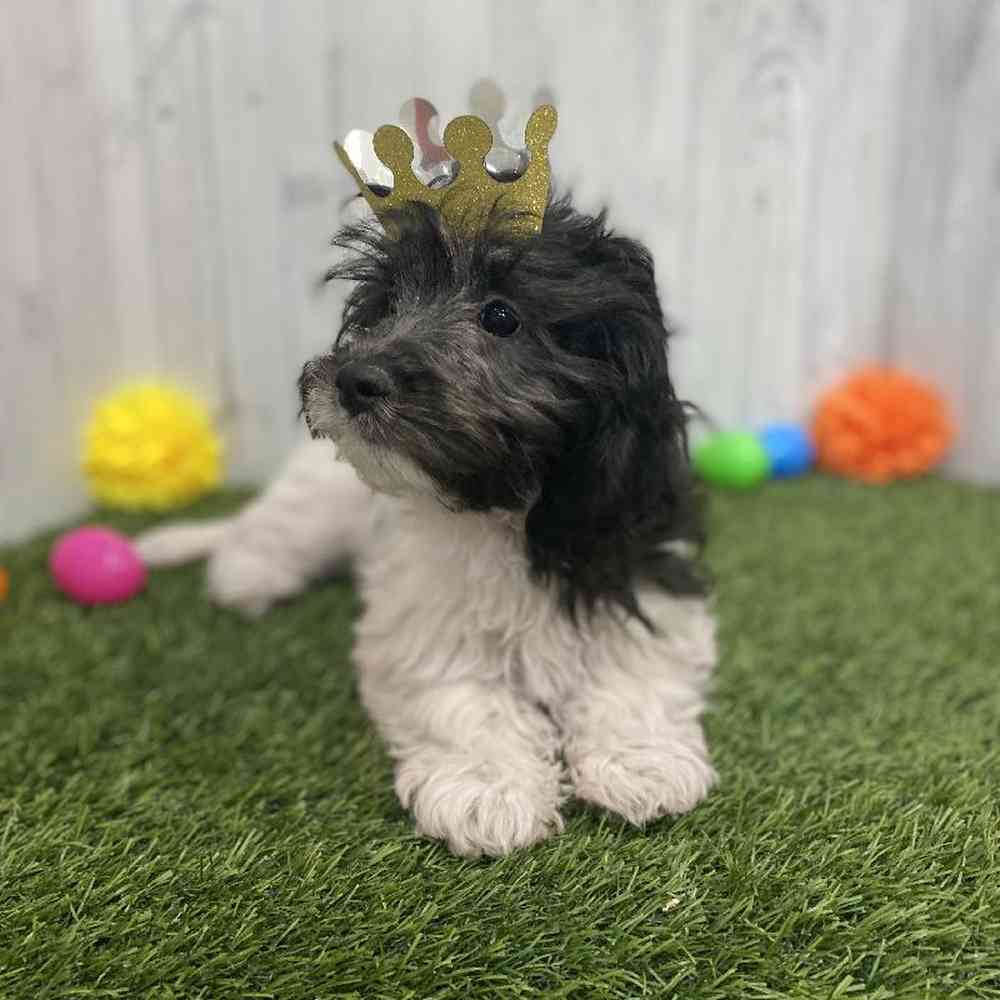 Female CockaChon Puppy for sale
