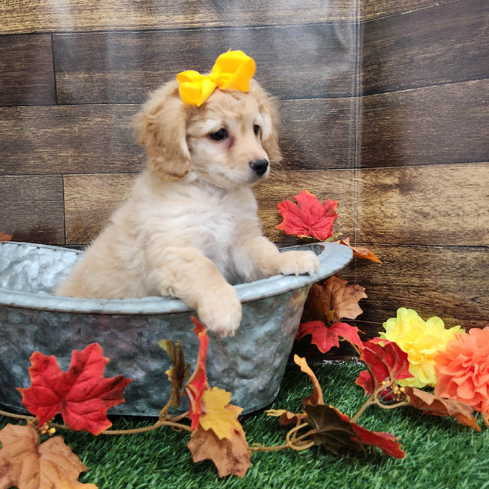 Female Cockapoo 2nd Gen Puppy for Sale in Braintree, MA