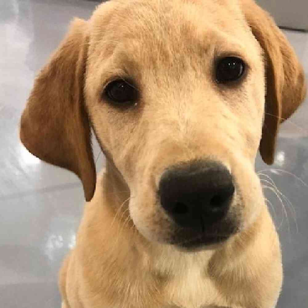 Male Labrador Retriever Puppy for sale
