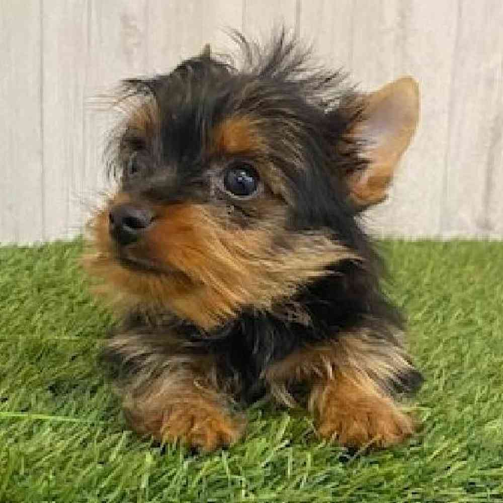 Male Yorkshire Terrier Puppy for sale