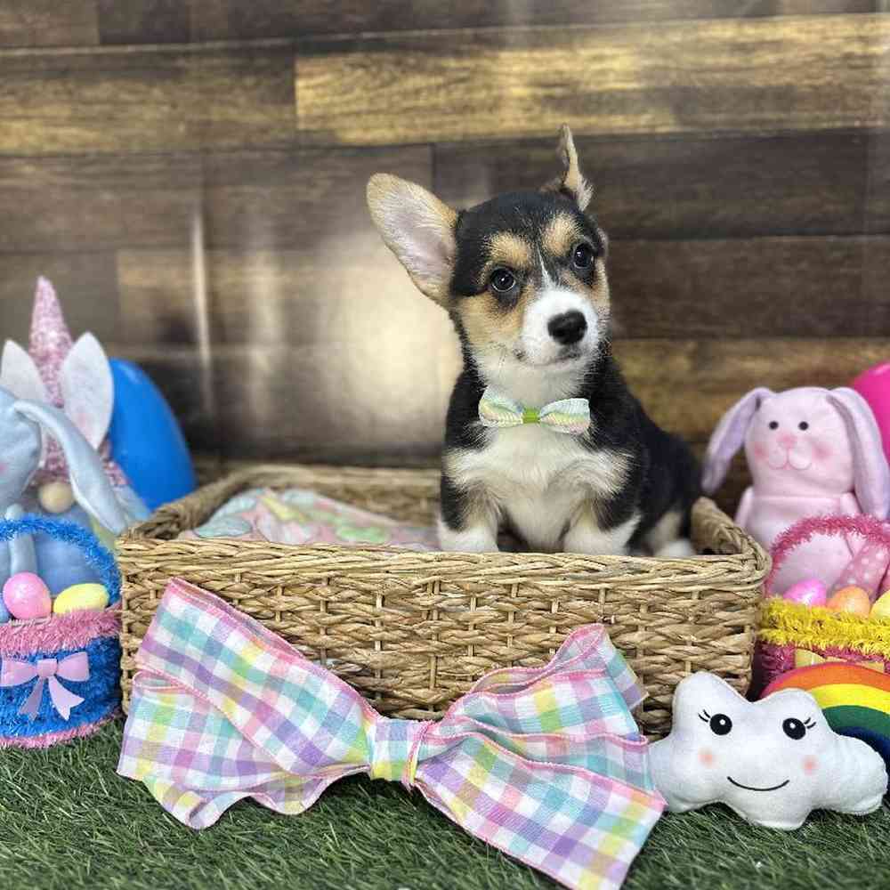 Male Pembroke Welsh Corgi Puppy for Sale in Saugus, MA