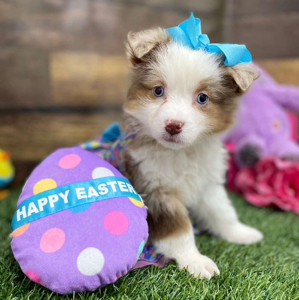 Female Miniature Australian Shepherd Puppy for Sale in Braintree, MA