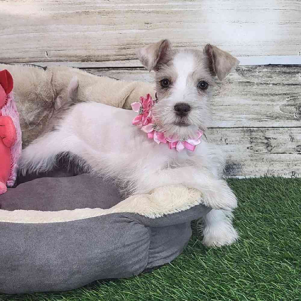 Female Miniature Schnauzer Puppy for Sale in Saugus, MA