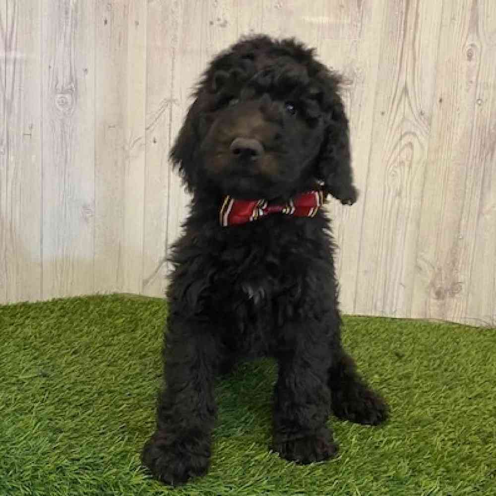 Male Poodle Moyen (Medium) Puppy for Sale in Saugus, MA