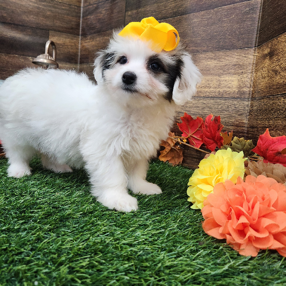 Female Coton De Tulear Puppy for Sale in Braintree, MA