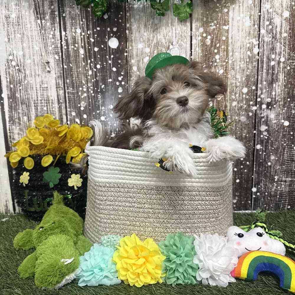 Male Havanese Puppy for Sale in Saugus, MA