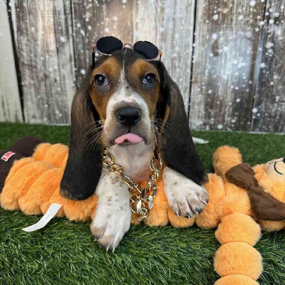 Male Basset Hound Puppy for Sale in Saugus, MA