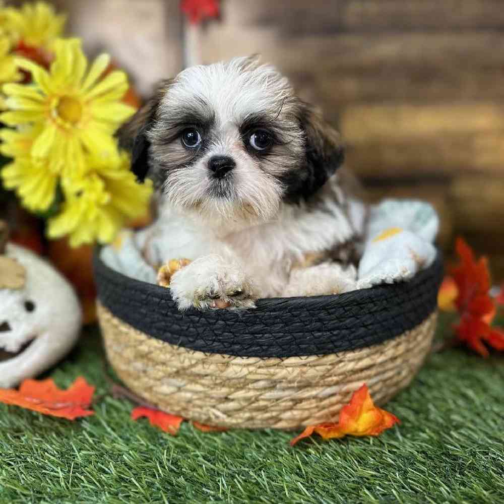 Female Shih Tzu Puppy for Sale in Saugus, MA