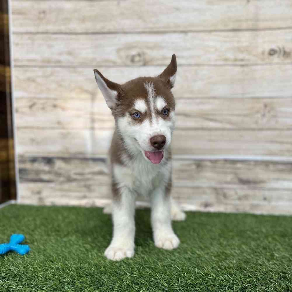 Male Siberian Husky Puppy for Sale in Braintree, MA