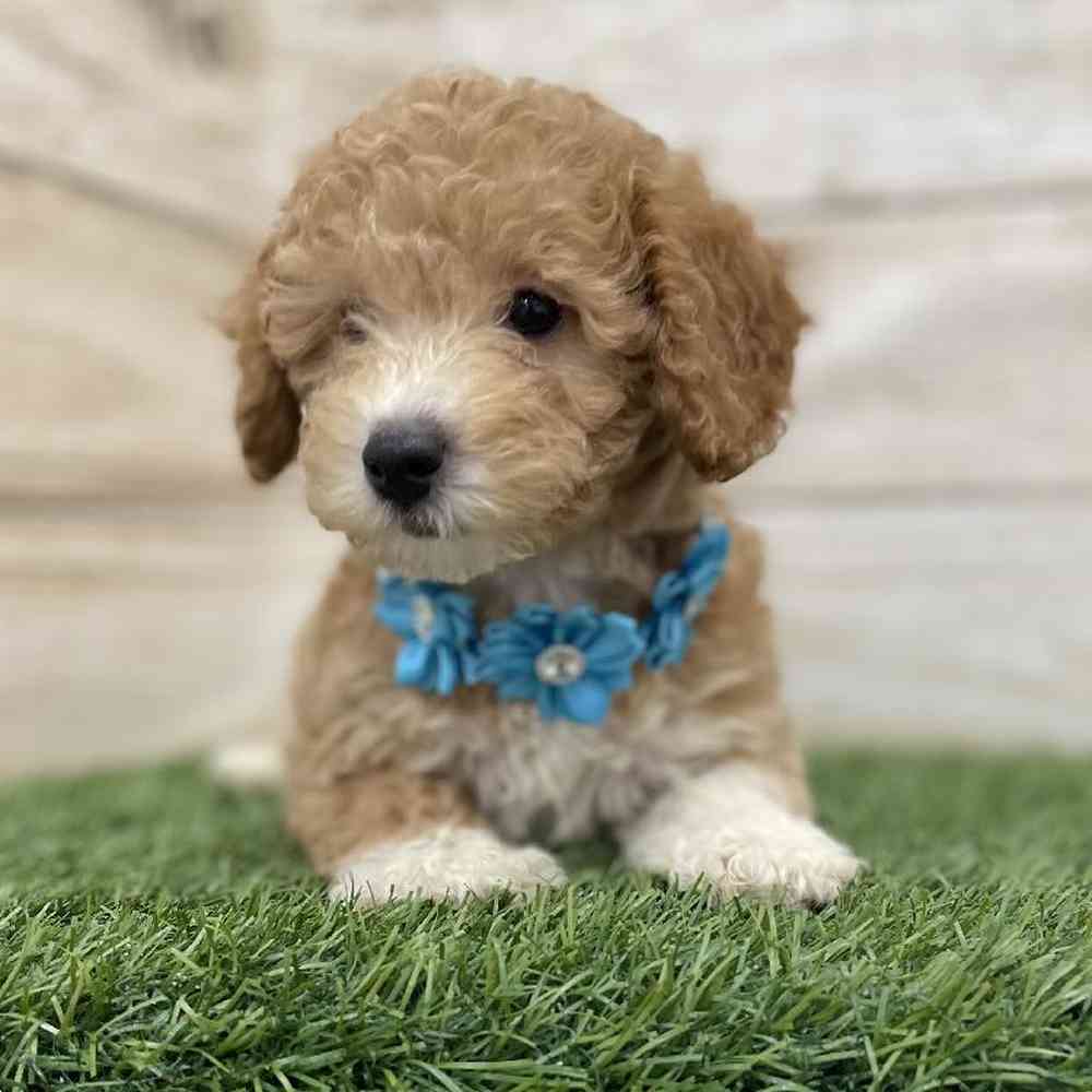 Female Poodle (MINI) Puppy for Sale in Braintree, MA