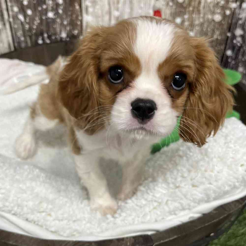 Female Cavapoo Puppy for Sale in Saugus, MA